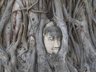 Tree roots enveloping weathered sandstone buddha head at wat mahathat, ayutthaya historical park, revealing mystical archaeological landscape