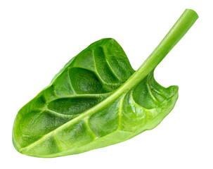 Falling Spinach leaf isolated on white background. Baby Spinach leaf Flat lay. Top view.  Espinach...