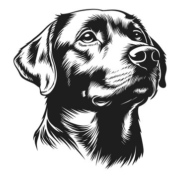 Dog illustration labrador drawing vector
