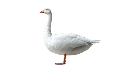 Obraz premium Duck isolated on white transparent background PNG