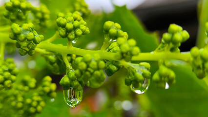 blooming grapes in vineyard close up