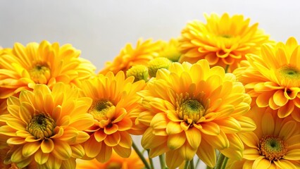 Fototapeta premium Vibrant yellow flowers with bright and colorful petals against a simple white background, outdoors, yellow, outdoors, yellow