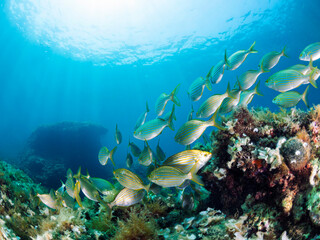 school of fish swimming in the ocean, the fish are mostly yellow and silver, the water is clear and blue