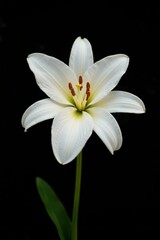 Fototapeta premium White lily isolated on a black background with a slight gradient, soothing colors, , gentle hue