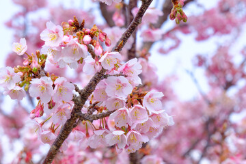 一面ピンクの桜