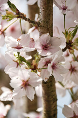 Cherry Blossom in Full Bloom Against a Soft Blue Sky in Spring