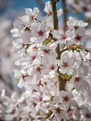 Cherry Blossom in Full Bloom Against a Soft Blue Sky in Spring