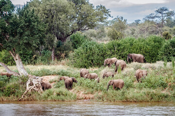 African bush elephant herd in reverside scenery in Kruger National park, South Africa ; Specie Loxodonta africana family of Elephantidae