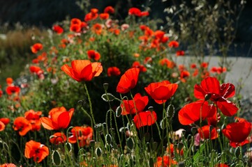 Naklejka premium Mohn-2