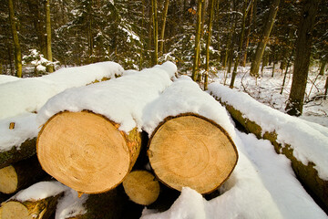 Olsztyński las miejski. Pocięte drewniane pniaki.