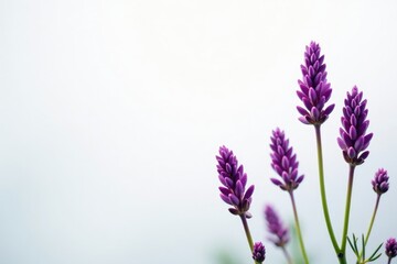 Naklejka premium Delicate purple spikes of flowers against a crisp white background, spicata, floral