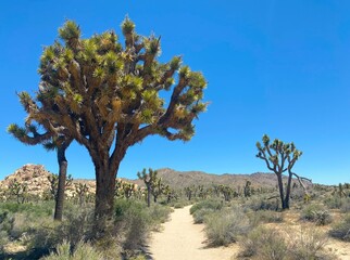 Joshua tree national park california
