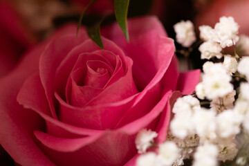 Beautiful pink rose in bloom, accented by delicate baby's breath. Perfect for romance, Valentine's,...