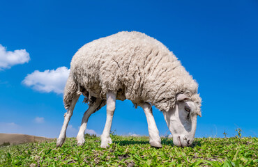 Herd of sheep eating grass on beautiful mountain meadow. A cute sheep on the mountain farm forage...
