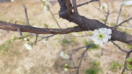 tree in bloom