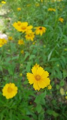 yellow dandelions on green grass