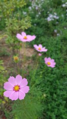 cosmos flower