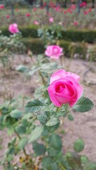 pink flower in the garden