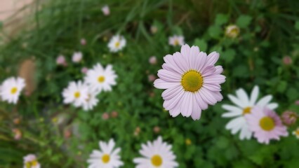 daisies in the grass