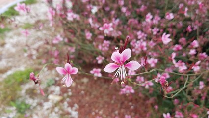 pink flowers in spring