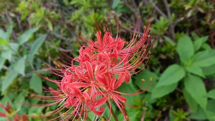 red and yellow flower