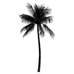 Silhouette of a palm tree illustration design black vector