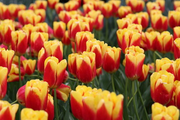 Fototapeta premium Red and yellow tulips in a spring garden