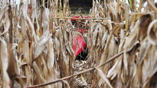 Corn being harvested