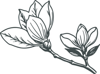 Obraz premium black silhouette line art of a meghnolia flower stick with leaf vector.