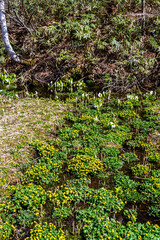 （岐阜県飛騨の自然）飛騨市　池之原湿原の水芭蕉、リュウキンカ　5月
