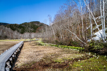 （岐阜県飛騨の自然）飛騨市　池之原湿原の水芭蕉、リュウキンカ　5月
