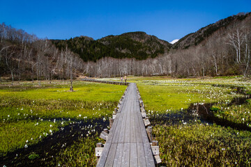 （岐阜県飛騨の自然）飛騨市　池之原湿原の水芭蕉、リュウキンカ　5月
