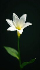 Obraz premium White star leaf flower against stark contrast, photogenic, dark