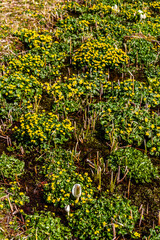 （岐阜県飛騨の自然）飛騨市　池之原湿原の水芭蕉、リュウキンカ　5月
