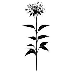 Wild flower Beebalm illustration silhouette design vector