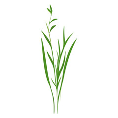 Fototapeta premium Flat vector of wild grass illustration plant green vector