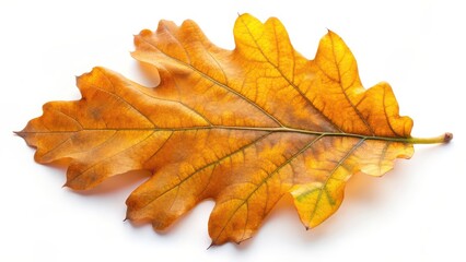 Autumn Oak Leaf on White Background