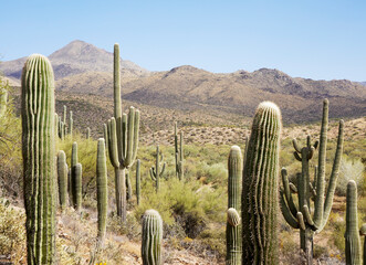 Desert landscape with green bushes and saguaro cacti 