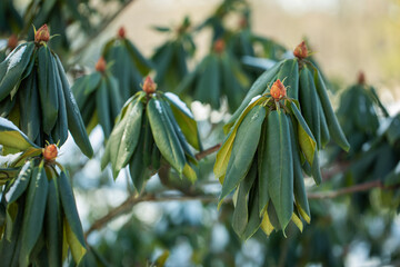 zmarznięte rhododendrony zimą,  zawiązki pąki Rhododendron wczesną wiosną  © meegi