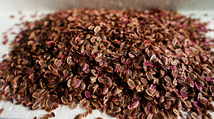 varietal seeds of bush dill. a lot of dill seeds for spring sowing in the field or in the greenhouse. the concept of quality use and good harvest.