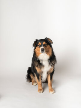 Studio shot of&nbsp;Black Tri Australian Shepard sitting on white background