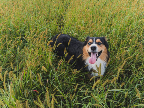 Australian Shepard standing in tall grass