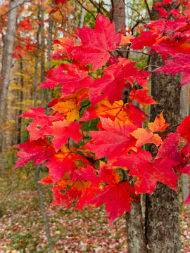 Red maple leaves in forest