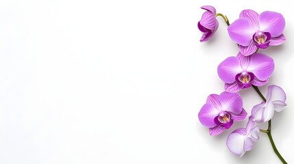 Obraz premium Elegant and Delicate Purple and White Orchid Stem Portrayed in a Minimalist Composition Against a Simple White Background