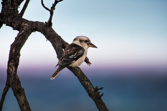 Laughing kookaburra (Dacelo novaeguineae) perching on bare tree branch