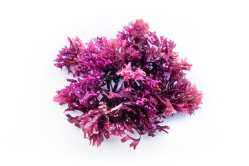 Irish sea moss, Chondrus crispus, edible seaweed, purple, isolated on a white background, overhead flat lay shot