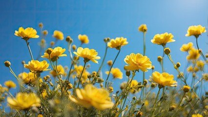 "Golden Blooms Against a Blue Sky"