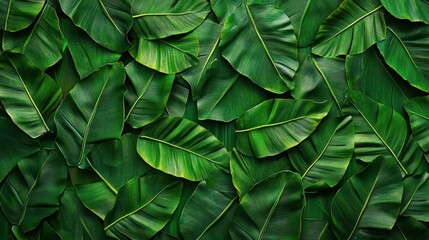 Lush green banana leaves background, tropical foliage texture
