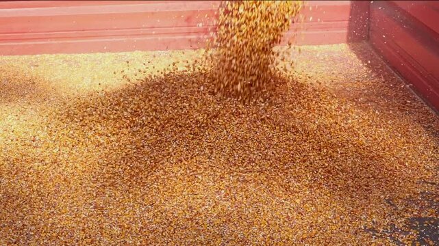 Corn being harvested