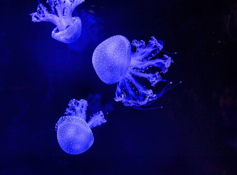 Purple jellyfish swimming underwater in aquarium